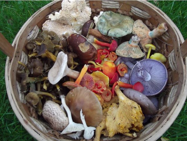A basket full of foraging mushrooms
