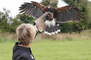 A falcon landing on a trainers arm