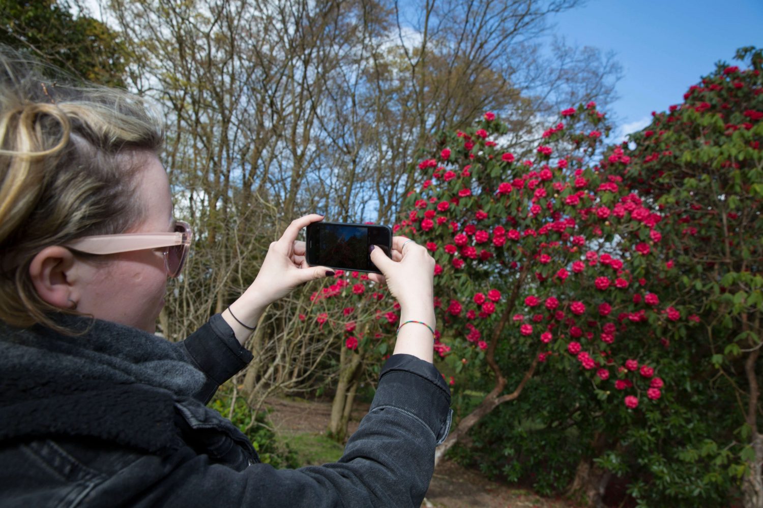 A woman taking a photo of a rose bush