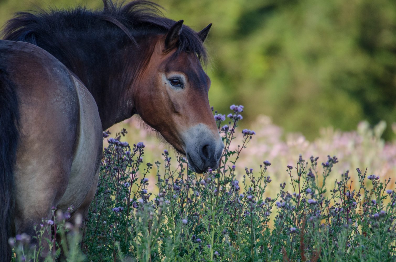 Horse in wild flowers at Knepp Estate