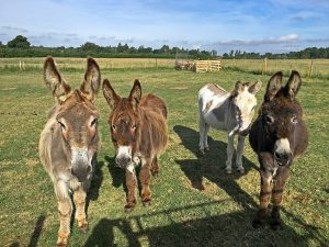 Four donkeys pictured in countryside