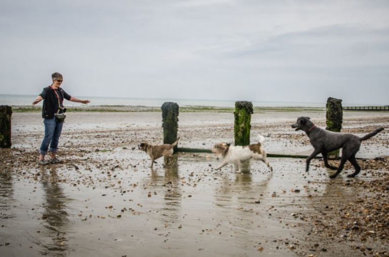 Three dogs running to woman on Littlehampton beach