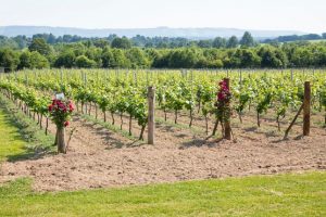 Luxury vineyard experience West Sussex