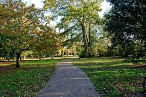 Hotham Park path through the trees
