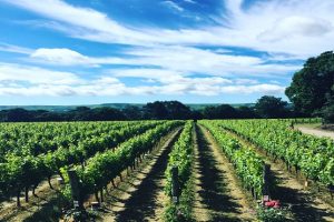 Ridgeview vineyards in the sunshine