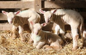 Three lambs at Coombes Farm