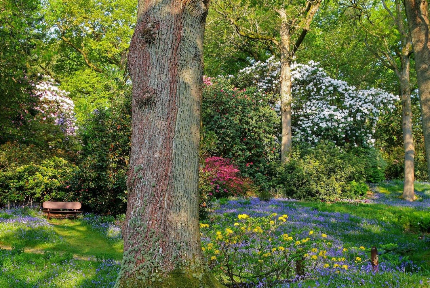 High Beeches Garden colourful plants with tree