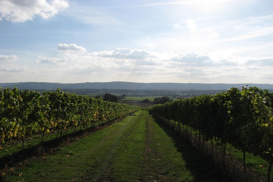 Upperton Vineyard landscape