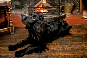 Winter pub dog in front of fire