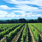 Ridgeview vineyards