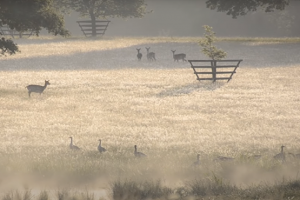 Knepp wildland with ducks and deer in a field of long grass