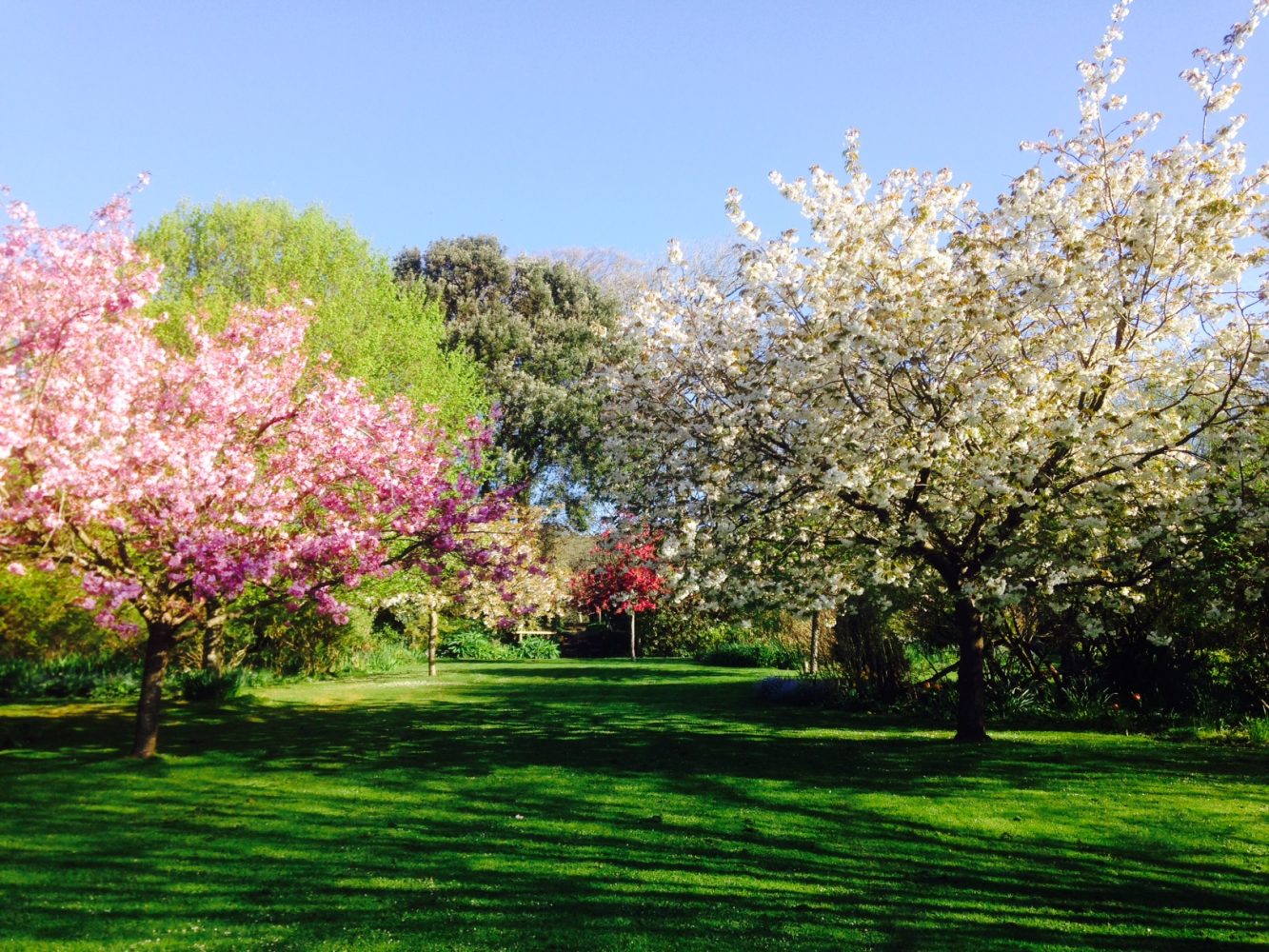 Pink and white cherry blossom trees in bloom at Highdown Gardens