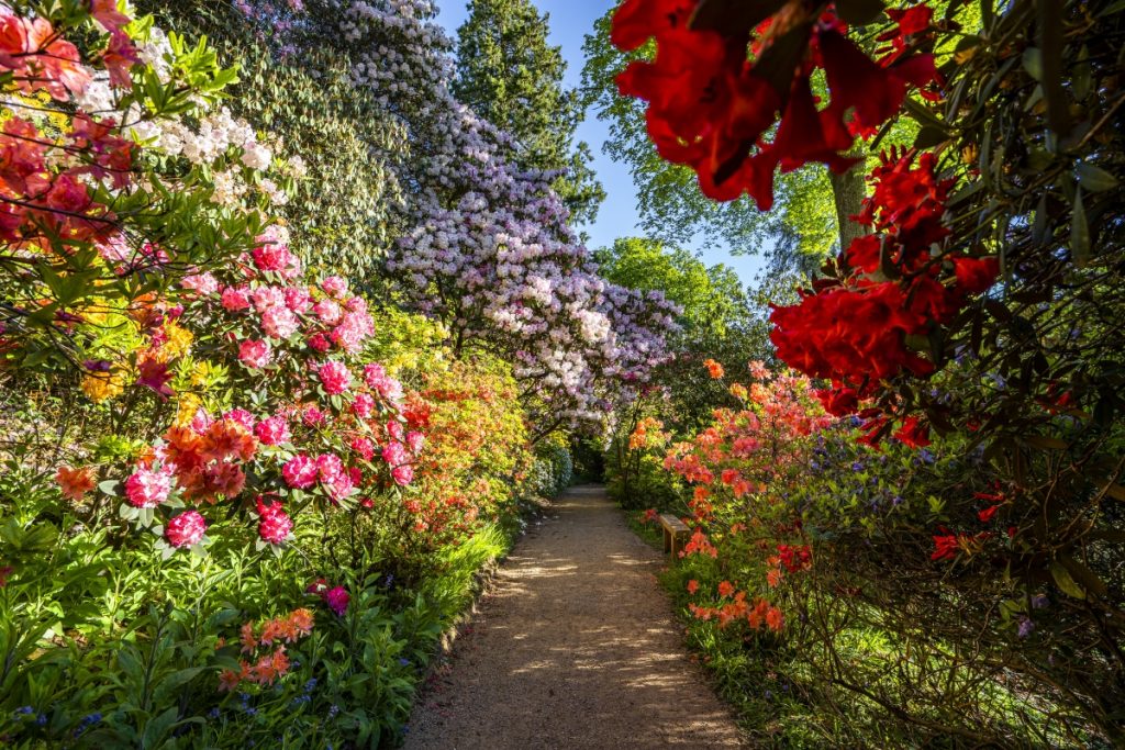 Beautiful english country gardens in full bloom at Leonardslee Gardens