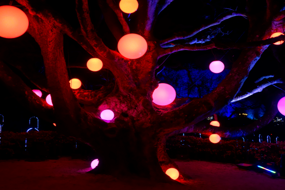 Illuminated trees at Leonardslee Sussex