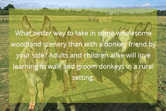 What better way to take in some wholesome woodland scenery than with a donkey friend by your side? Adults and children alike will love learning to walk and groom donkeys in a rural setting.