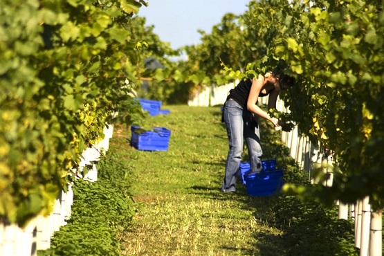 A woman tending to the vines at Stopham Vineyard