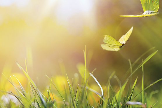 yellow butterflies futtering over grass on a summers day
