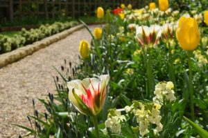 Tulips and spring flowers lining a gravel path at Standen House and Gardens