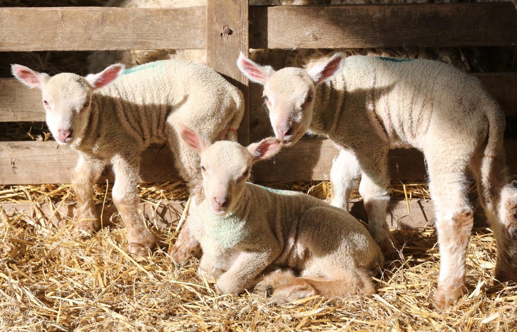 Coombes Farm Lambing