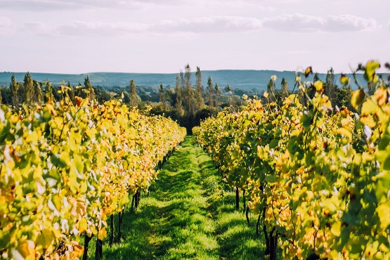 Nyetimber Vineyard vines and landscape