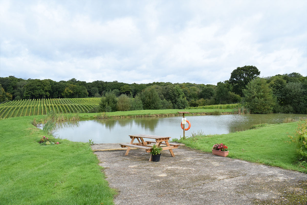 A view of a pond and the vineyard at Bluebell Vineyard