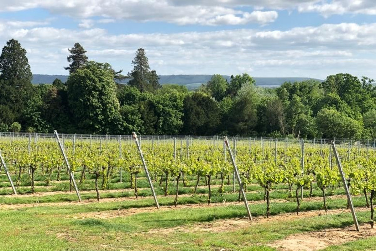 View of the vines at Stopham Vineyard