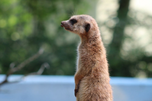 A Meerkat standing on its hind legs at Tilgate Nature Centre