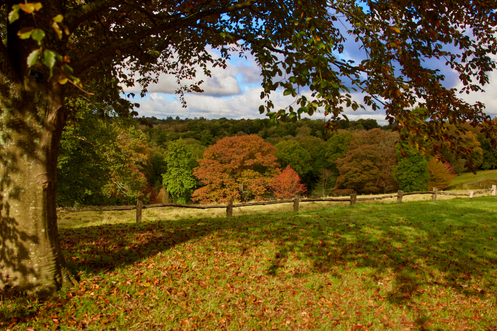 Autumnal colours in the park at Nymans, West Sussex
