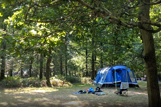 Blue tent set up in woodland forest
