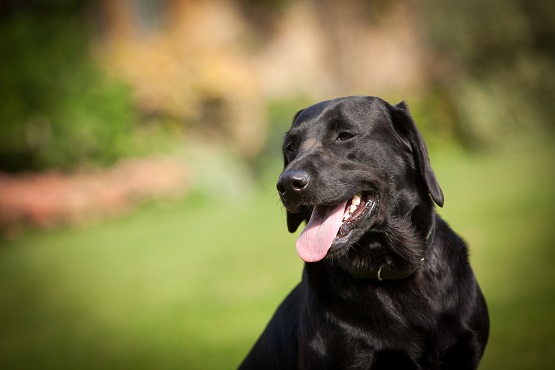 Black Labrador in the sun with its tongue out
