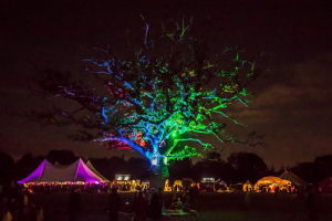 A lit up tree at night at the Into the Wild festival