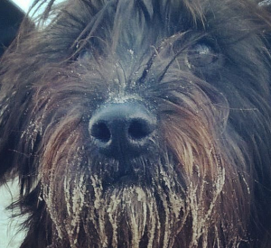 Close up image of a dog with sand in it's beard