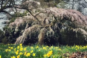 A blossom tree pictures in the Nymans gardens