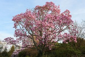 Magnolia tree at Borde Hill