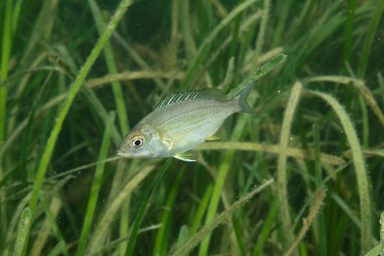 Black sea bream fish under water