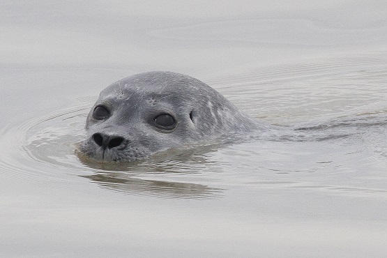Common seal poking its head out of the water
