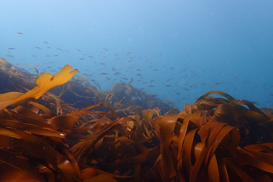 Kelp and juvenille fish under water