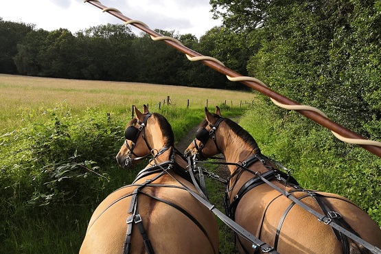 Two horses drawing a carriage through the countryside