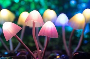 Mushroom lit up in multiple colours