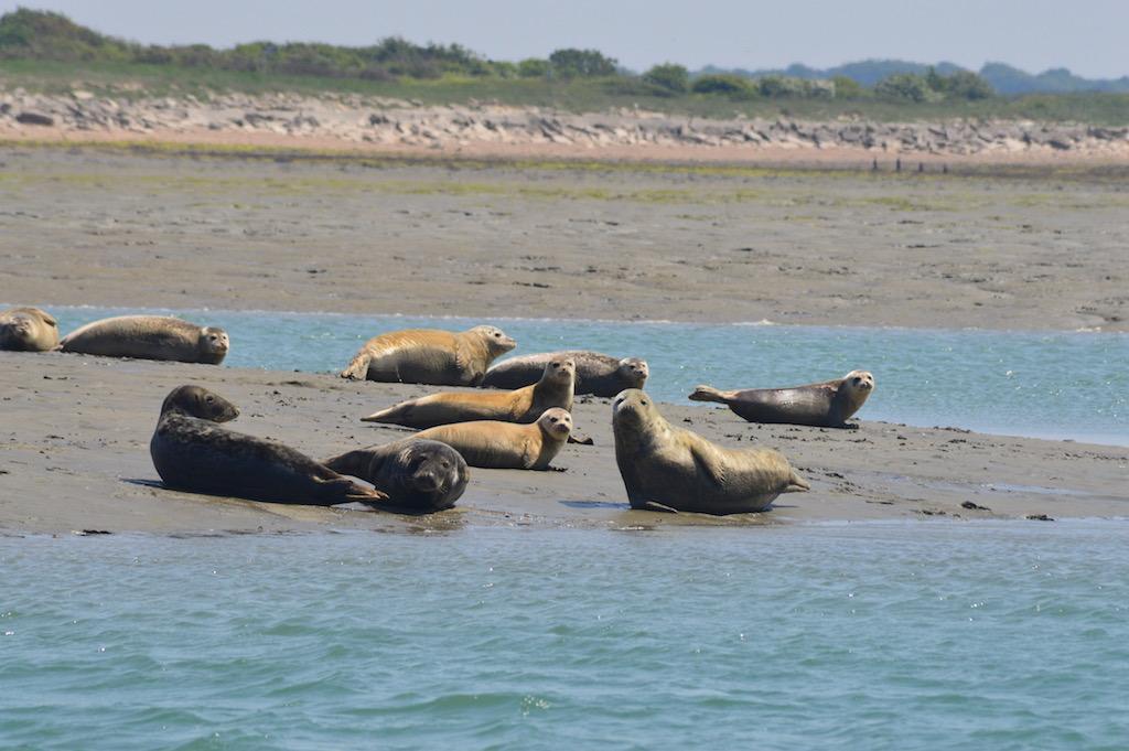 A group of seals in Chichester Harbour