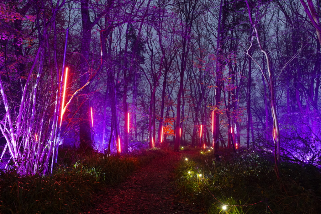 Purple christmas lights within Cowdray's forest