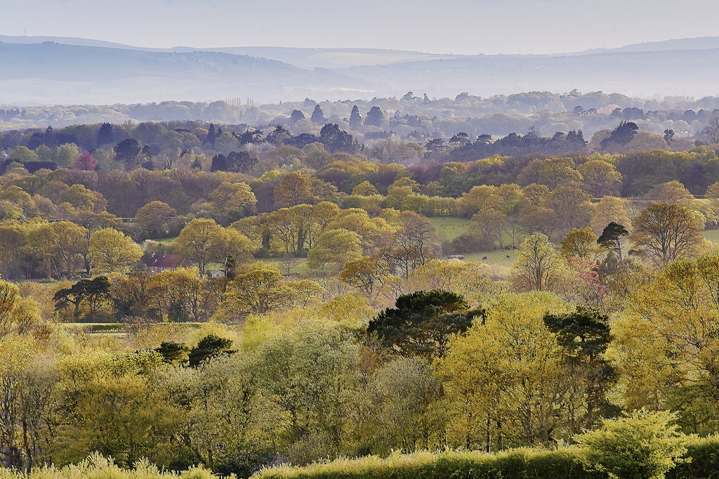 A treetop view of the High Weald Area Of Outstanding Natural Beauty